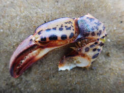 Photo of a crab claw discarded on a sandy beach