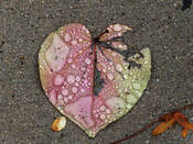 Photo of a heart-shaped leaf fallen to the pavement, spattered with rain drops and torn in places