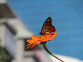 Photo of an orange butterfly perched on an orange flower against a blue and white background