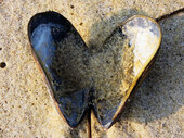 Photo of an open empty shell that forms the shape of a heart, on a sandy beach